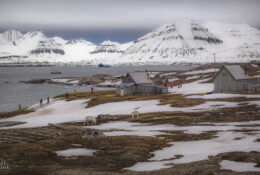Spitsbergen_2025 (33/78)